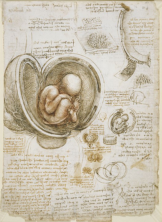 526px-Leonardo_da_Vinci_-_Studies_of_the_foetus_in_the_womb.jpg