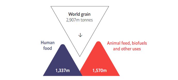 Most of the world’s grain is not eaten by humans