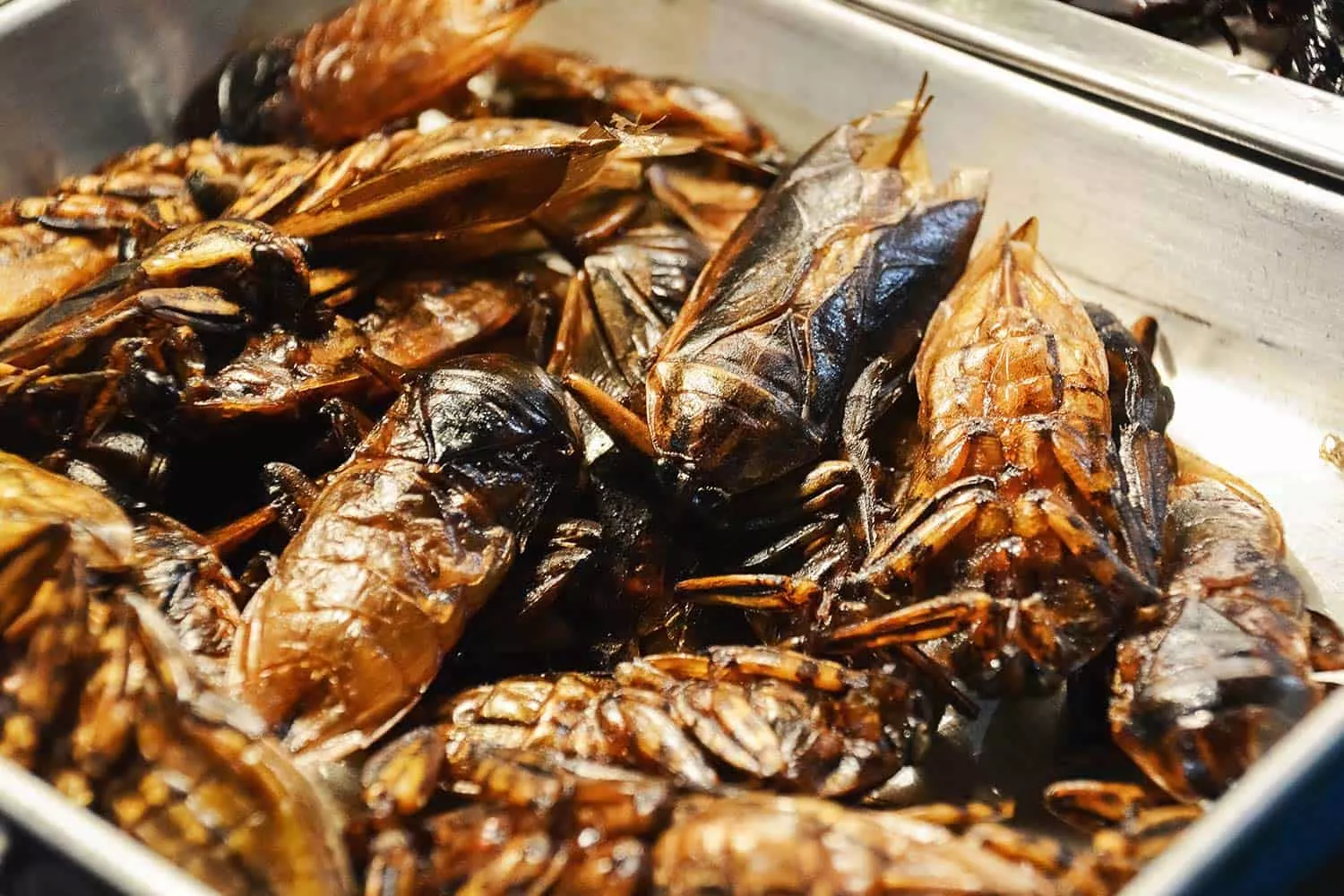 Freshly-Roasted-Insects-for-Human-Consumption.webp