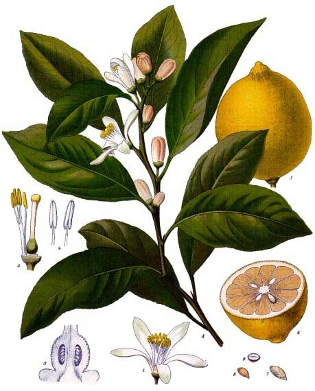Citrus_x_limon_-_Köhler–s_Medizinal-Pflanzen-041.jpg