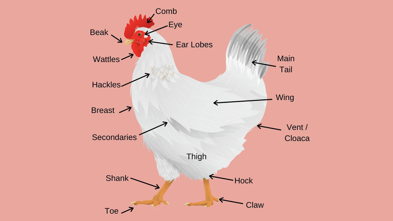 parts-of-a-chicken-you-shou.jpg