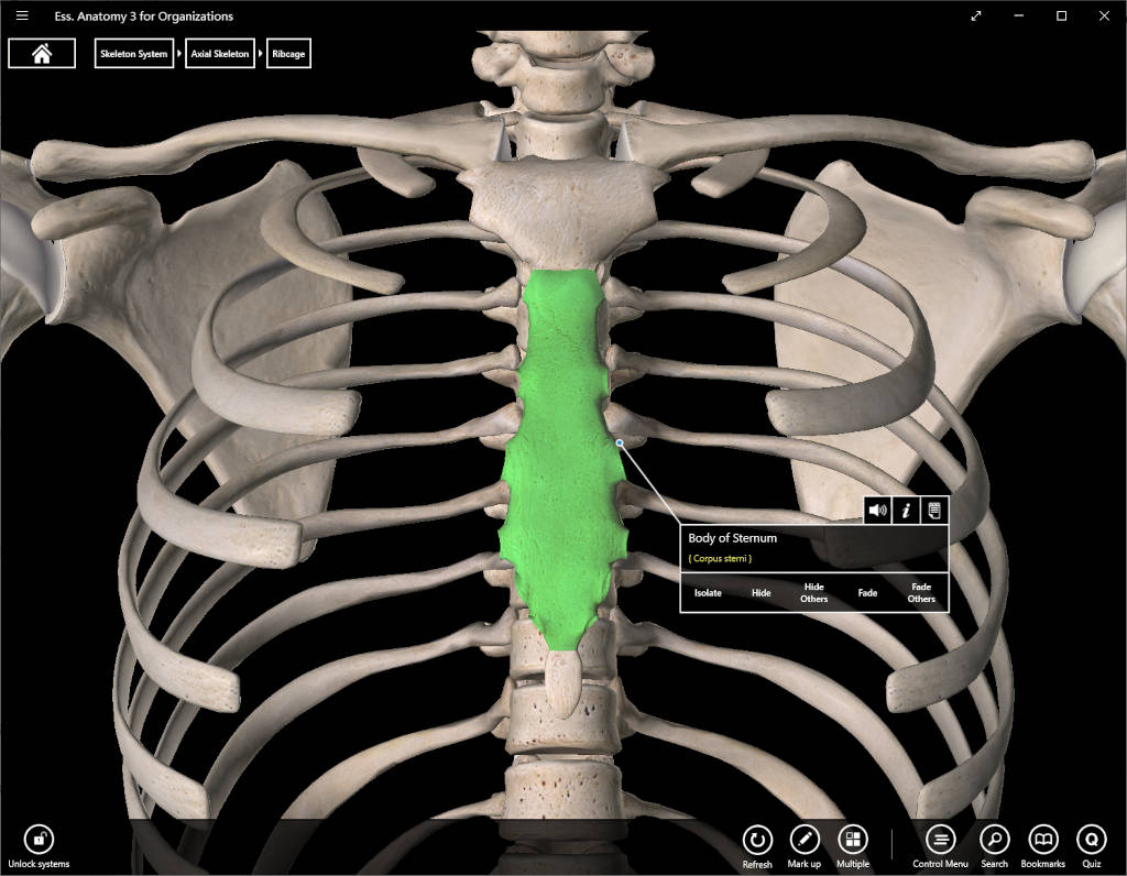 Essential Anatomy for Organizations