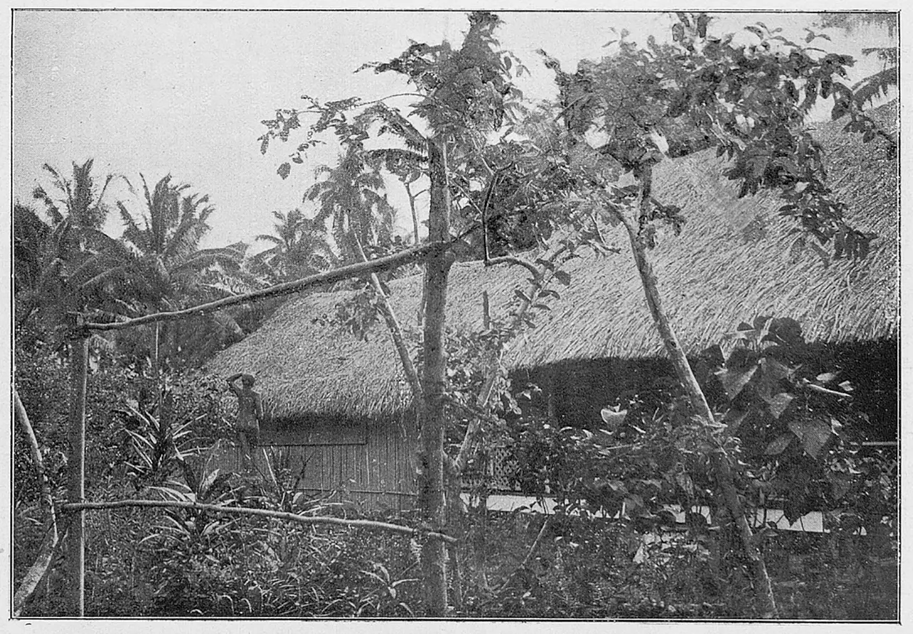 Agostini_-_Tahiti,_plate_page_0080.webp