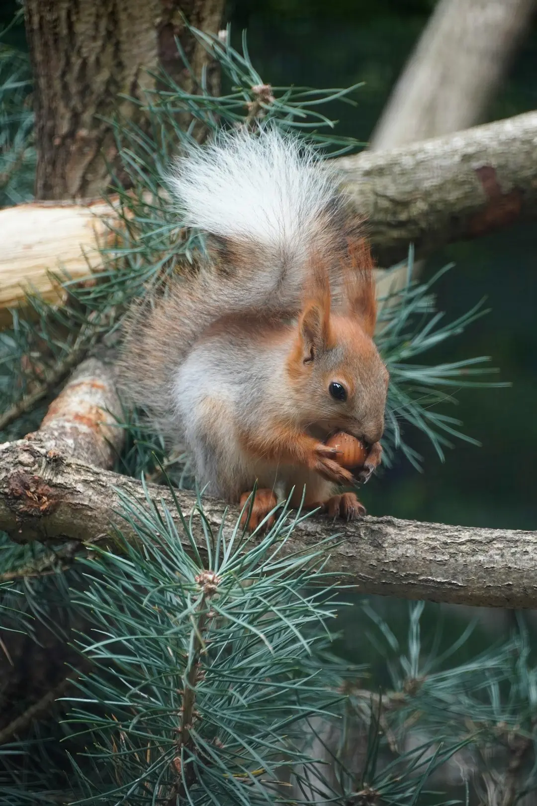 A squirrel enjoys its meal while perched in a tree